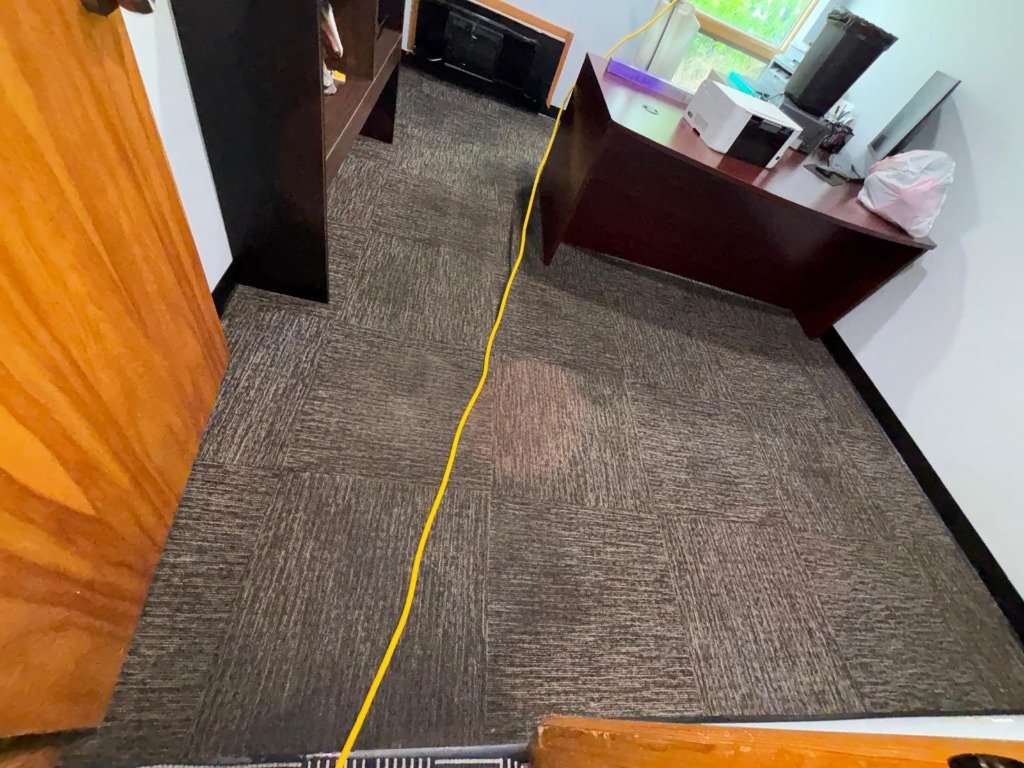 Carpet After Cleaning